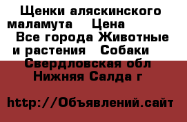 Щенки аляскинского маламута  › Цена ­ 15 000 - Все города Животные и растения » Собаки   . Свердловская обл.,Нижняя Салда г.